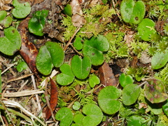 Corybas