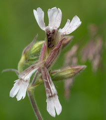 Microbotryum lychnidis-dioicae