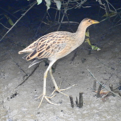 Gallicrex cinerea