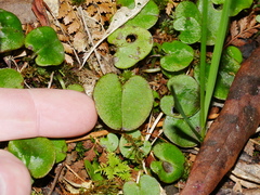 Corybas