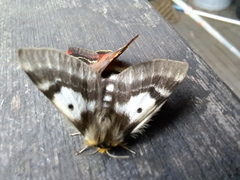 Nataxa flavescens
