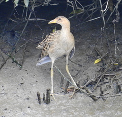 Gallicrex cinerea