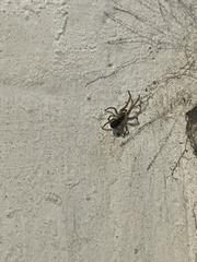 Kukulcania hibernalis