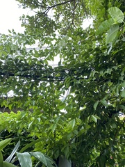 Strongylodon macrobotrys