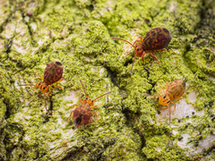 Dicyrtomina ornata