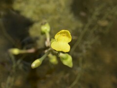 Utricularia aurea