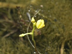 Utricularia aurea