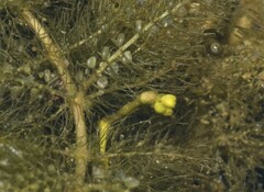 Utricularia aurea
