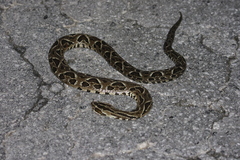 Bothrops fonsecai