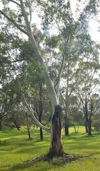 Eucalyptus camaldulensis