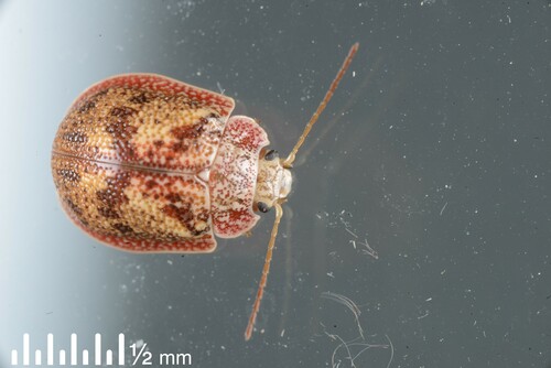 Eucalyptus Tortoise Beetle photo 4