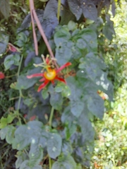 Passiflora cinnabarina