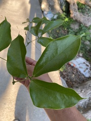 Strongylodon macrobotrys