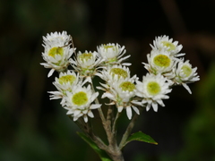 Anaphalioides trinervis