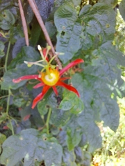 Passiflora cinnabarina