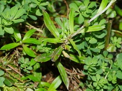 Anaphalioides trinervis