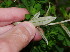 Anaphalioides trinervis