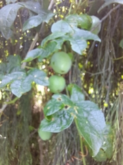 Passiflora cinnabarina
