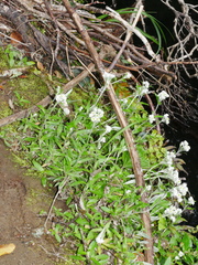 Anaphalioides trinervis