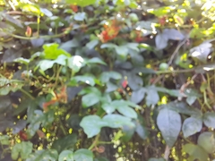 Passiflora cinnabarina