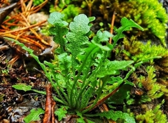 Arabidopsis arenosa