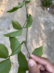 Strongylodon macrobotrys