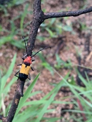 Purpuricenus laetus