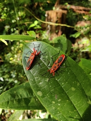 Macrocheraia grandis