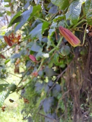 Passiflora cinnabarina