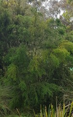 Kunzea ambigua