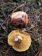 Suillus luteus