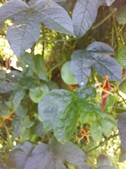 Passiflora cinnabarina