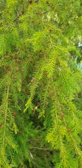 Kunzea ambigua