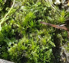 Campylopus introflexus