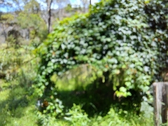 Passiflora cinnabarina