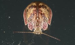 Paropsis charybdis