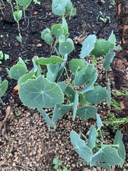 Senecio oxyriifolius