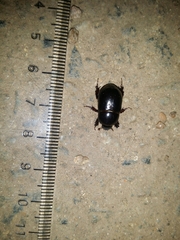 Heteronychus arator
