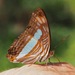 Adelpha iphiclus iphiclus - Photo (c) shirdipam, some rights reserved (CC BY-NC)