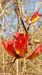 Fernandoa madagascariensis