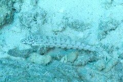 Parapercis clathrata