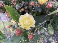 Opuntia monacantha