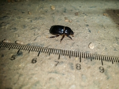 Heteronychus arator