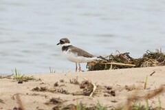 Charadrius hiaticula tundrae