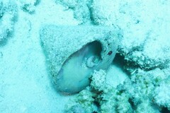 Tectus pyramis