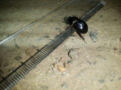 Heteronychus arator
