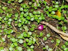 Lobelia angulata