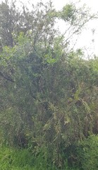 Callistemon