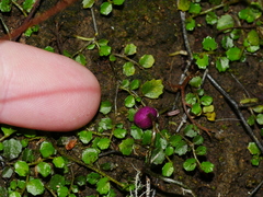 Lobelia angulata