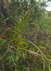 Callistemon